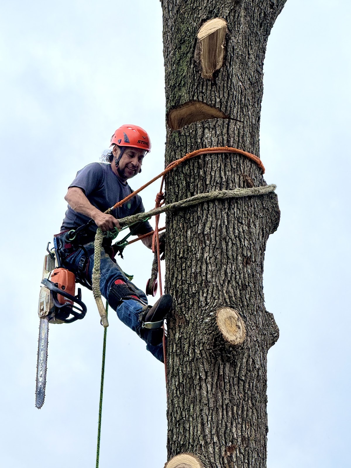 Davis Tree Service in Montgomery