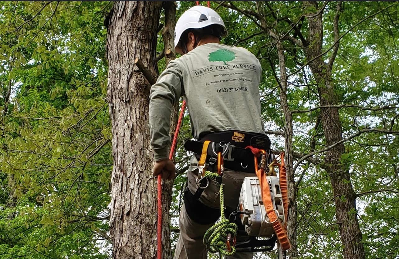 Tree Removal