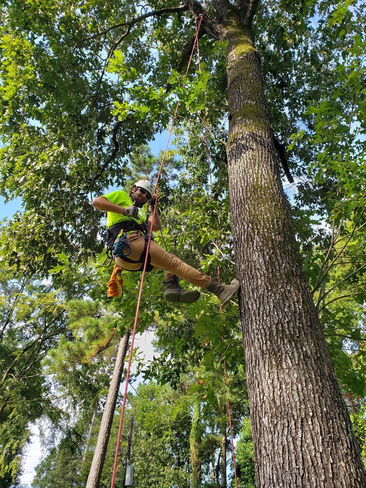 Tree Trimming