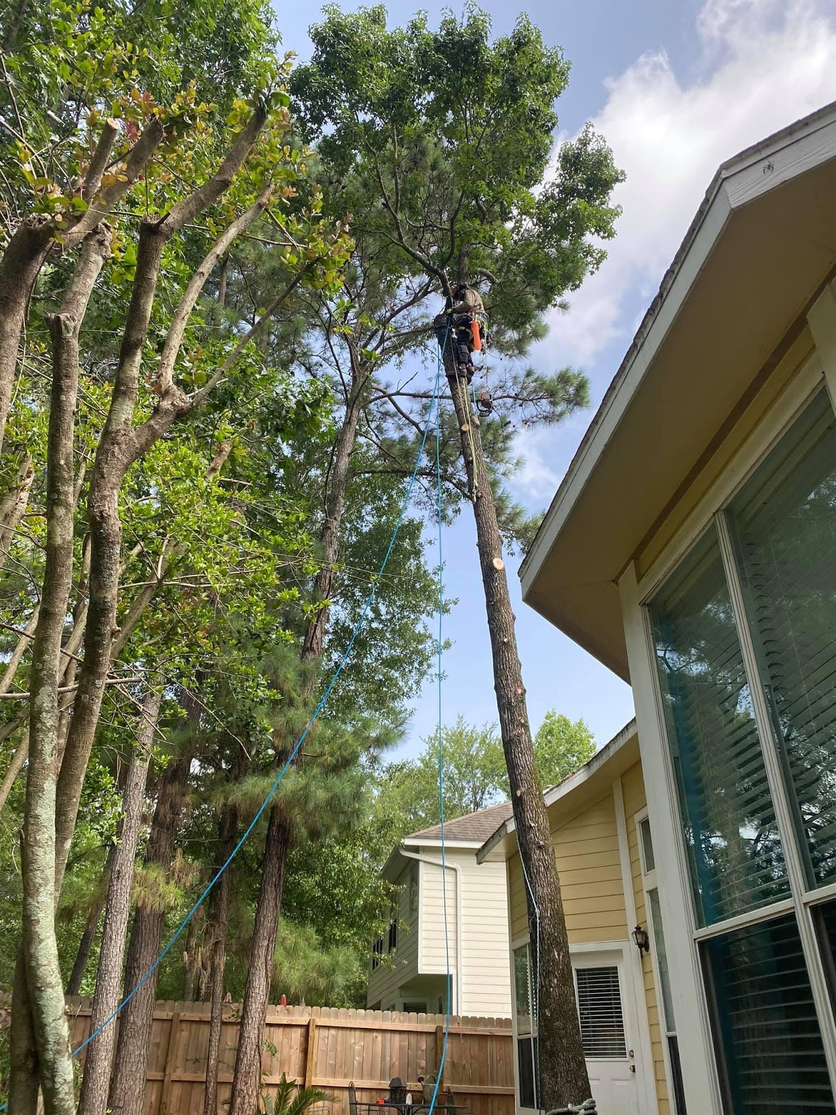 Arborist Consultation