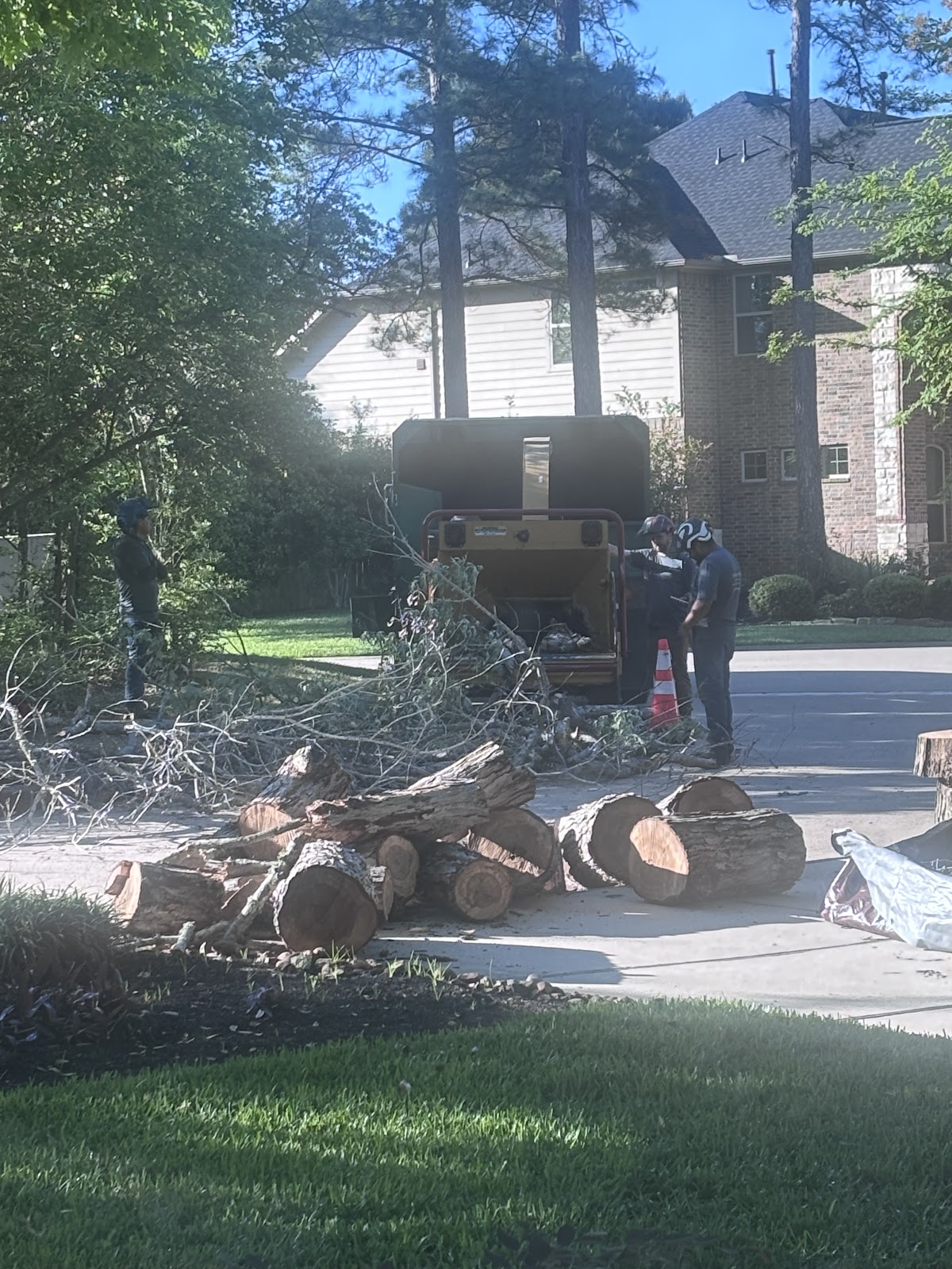 Pine Beetle Treatment