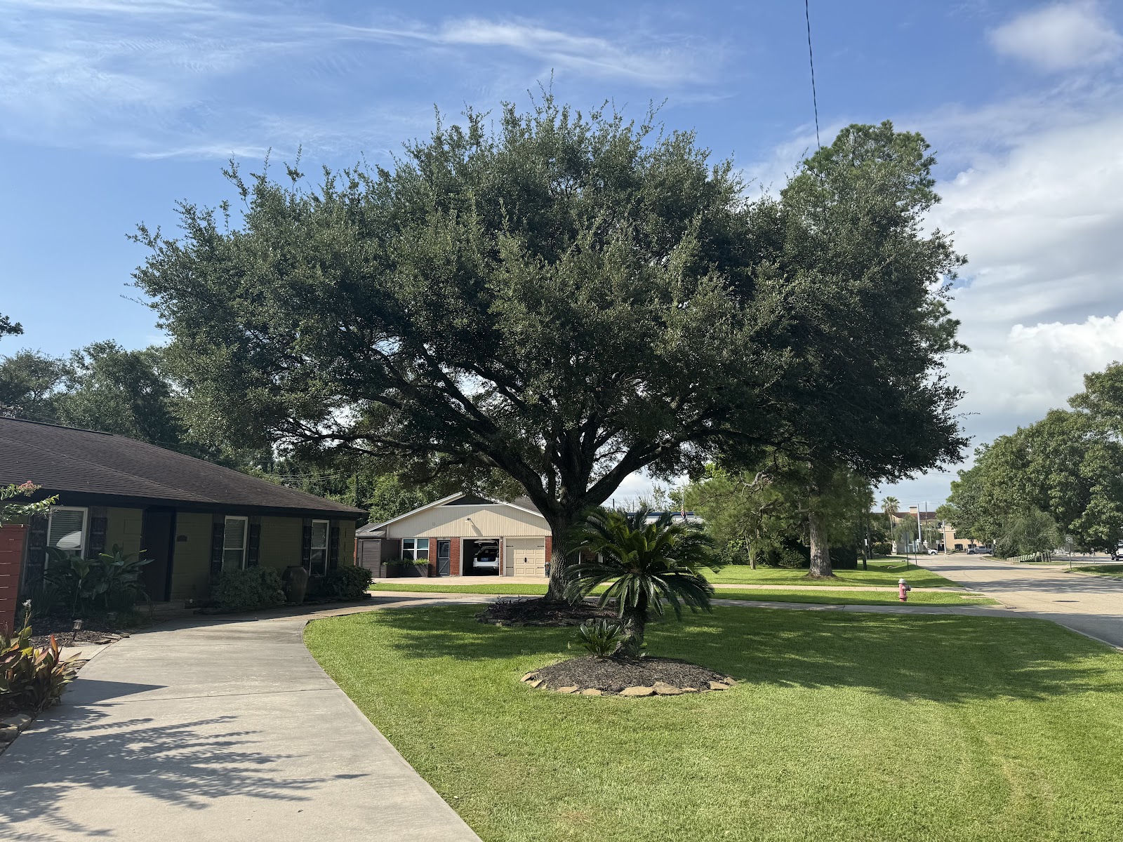 Emergency Tree Service
