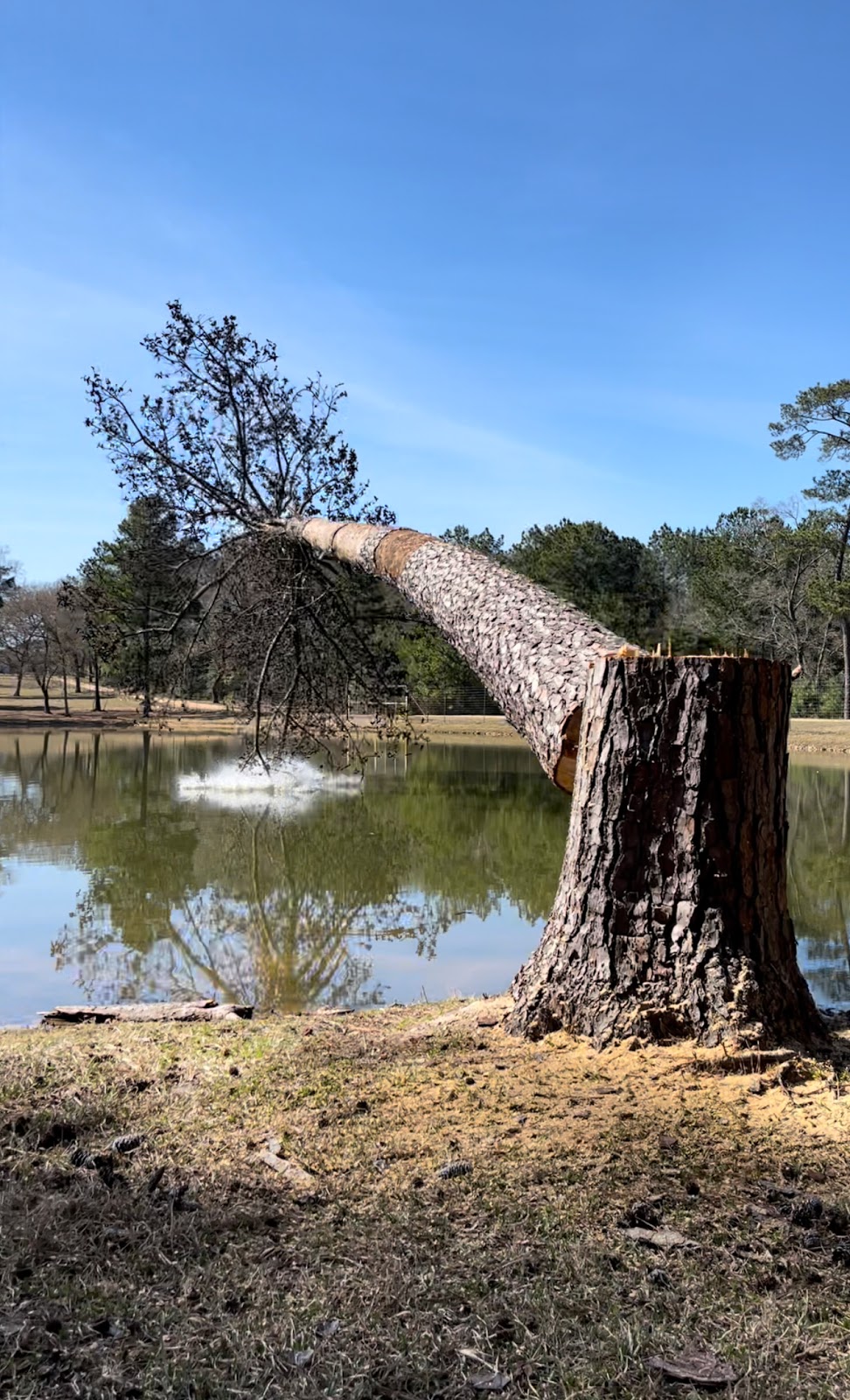 Work by Davis Tree Service
